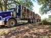 Kenworth T800 Log Truck w/ Rotobec Elite &amp; Rosa Pup Trailer